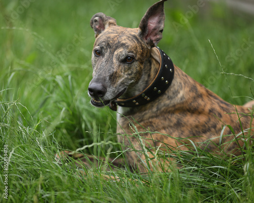 Portrait of brindle colored greyhound outdoor