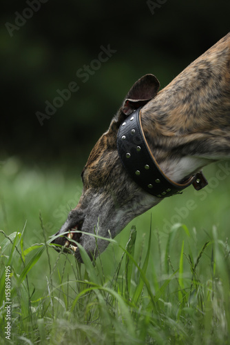 Brindle colored greyhound outdoor eating grass