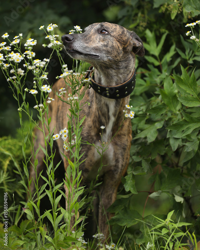 Portrait of brindle colored greyhound outdoor