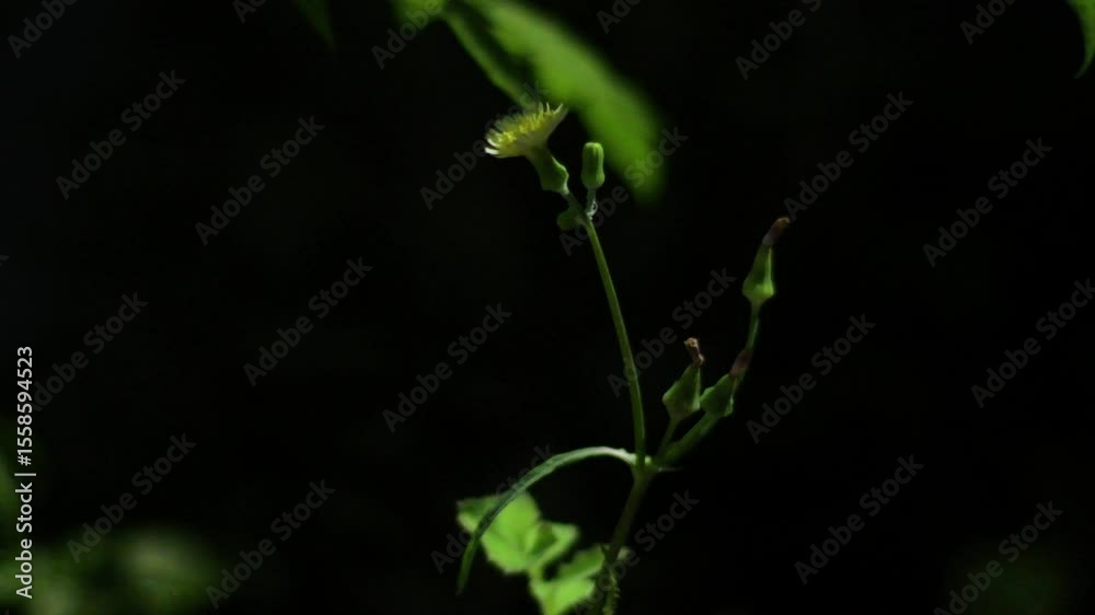 Yellow arugula flower swaying gently in the wind against a dark, blurred background. Yellow arugula flower swaying gently in the wind against a dark, blurred background.