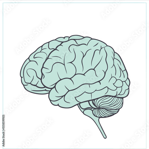 human brain vector