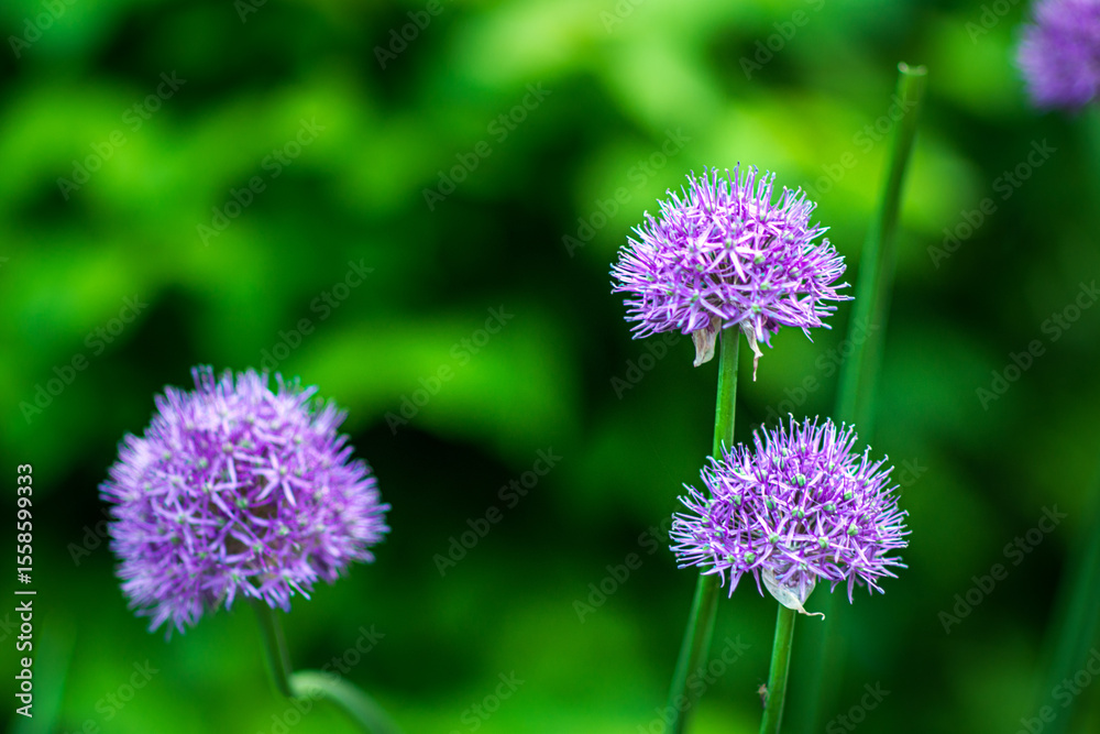 Vibrant purple blooms of chives in lush greenery Vibrant purple blooms of chives in lush greenery