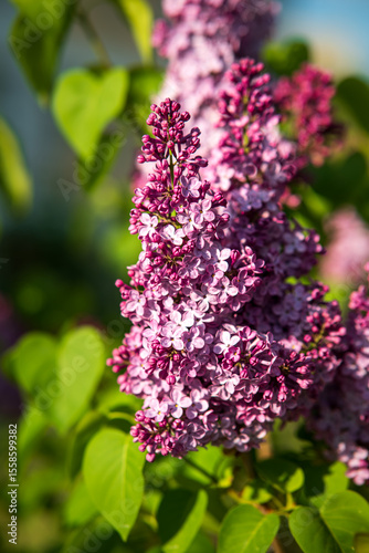 Lilac Blossoms in Full Bloom