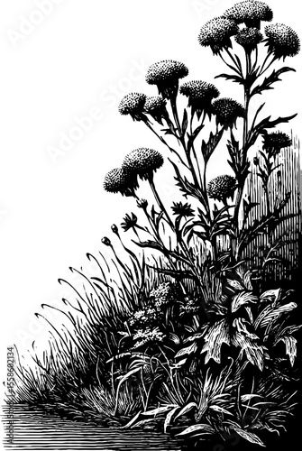Vintage botanical cornice with wildflowers and grasses - retro design for prints and cards