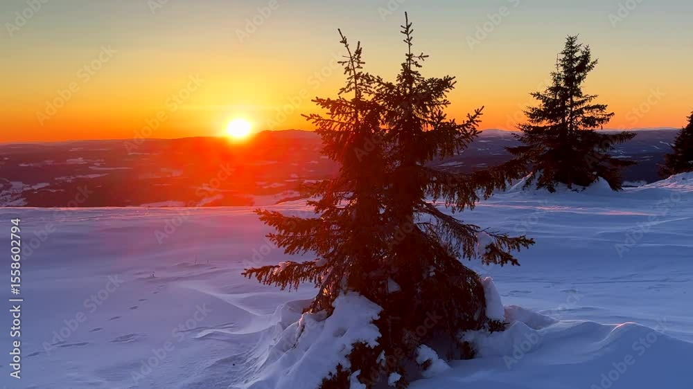 Hafjell Alpine resort Norway Norge snowy frozen pine tree sun on horizon top of Øyer mountain Lillehammer golden hour vibrant sunset snowy winter terrain landscape powder deep powder breeze frigid