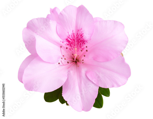 Thumbnail sized pink flower bush with vibrant petals and realistic foliage. The image photo