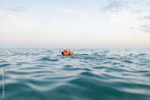 Guide dog enjoying beach serenity