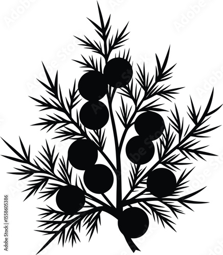 juniper berries silhouette, botanical fruit icon, leaf vector illustration