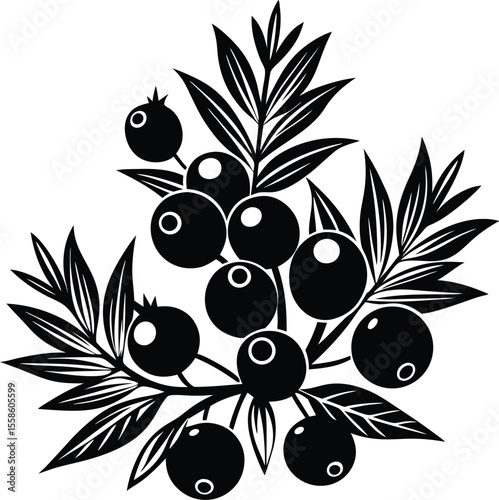 juniper berries silhouette, botanical fruit icon, leaf vector illustration