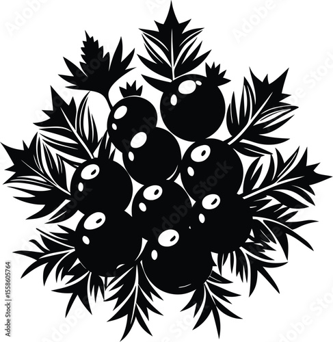 juniper berries silhouette, botanical fruit icon, leaf vector illustration