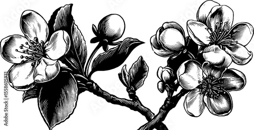 Vintage cherry blossoms with delicate petals and branches for retro design and decor