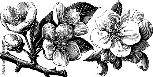 Vintage cherry blossoms and delicate petals in engraved silhouette design for print
