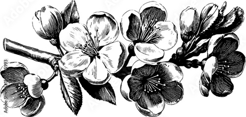 Vintage cherry blossoms and delicate petals illustration for botanical design