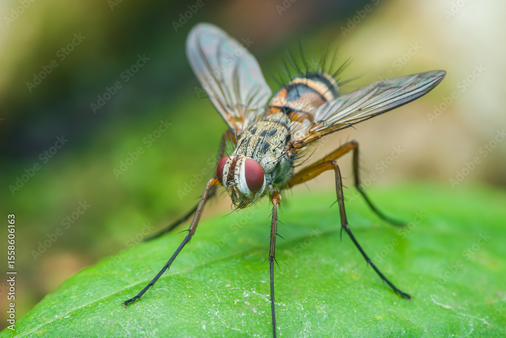Tachinid fly standing on green leaf in nature Tachinid fly standing on green leaf in nature