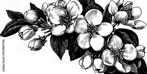 Elegant floral corners and scroll tips for vintage design projects