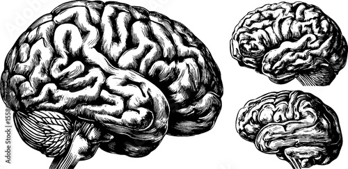 Vintage engraving of human brain anatomy with brainstem and cerebrum for educational design