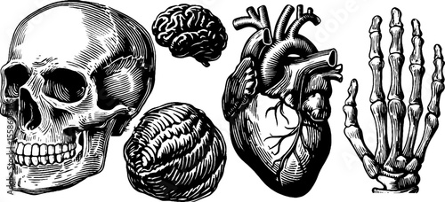 Vintage anatomical sketch of human skull, brain, heart, and hand bones