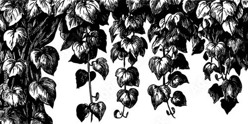 Vintage ivy trails and hanging vines sketch for retro design and decor