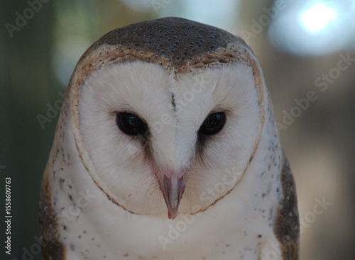 Great Horned Owl