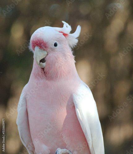 Pink Cockatoo