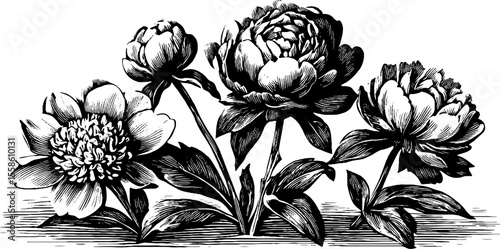 Vintage peony blossoms with full petals and leaves - retro botanical sketch for design