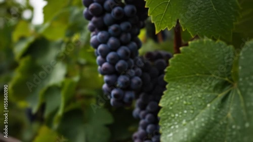 Wallpaper Mural Ripe Black Grapes on Vine in Vineyard Torontodigital.ca