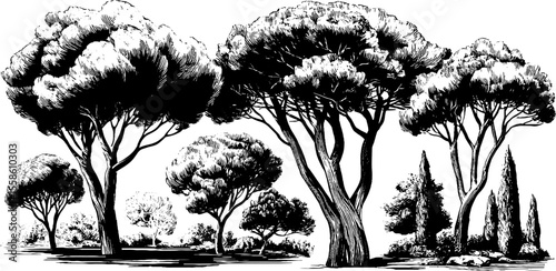 Vintage hand drawn pine trees with curved trunks and clouds for retro design