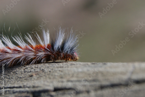 Caterpillar on a Fence