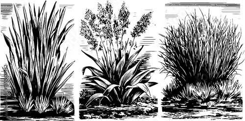 Hand drawn savanna grass sketches for retro design