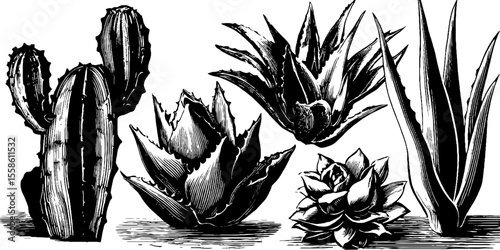 Vintage sketch of succulent plants and cactus aloe design for botanical decor