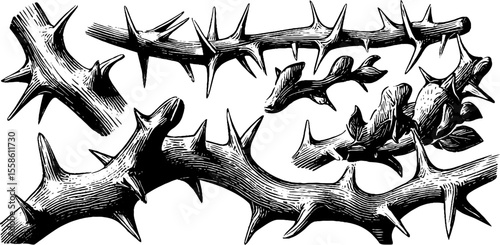 Vintage thorns and sharp vines sketch for design and decoration