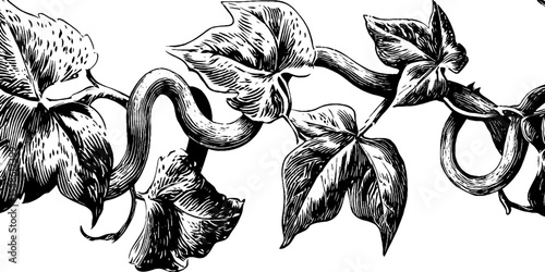 Vintage hand drawn vine patterns with curling stems for organic design projects