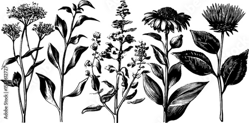 Vintage botanical sketch of wilted plants with dried stems and leaves for retro design