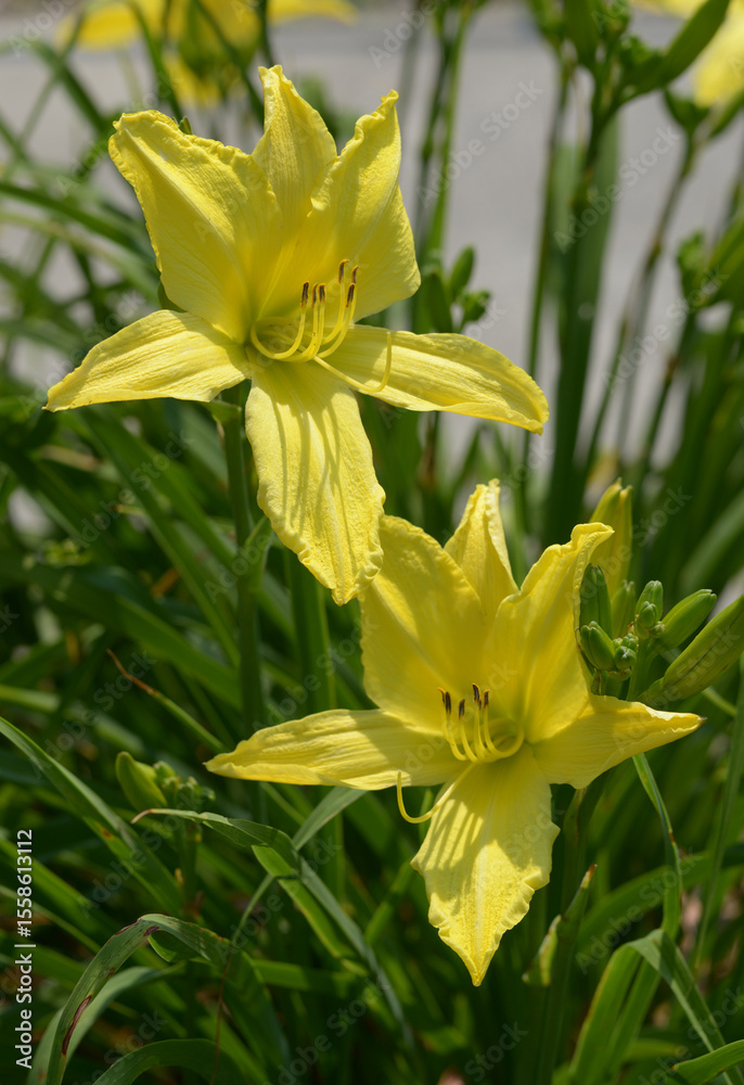 Obraz premium ヘメロカリス・ハドソンバレー