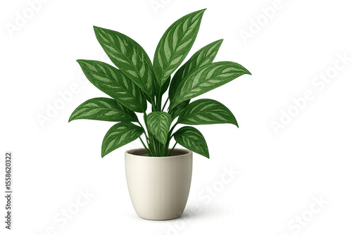 Wallpaper Mural Aglaonema Commutatum in Minimalist Ceramic Pot Torontodigital.ca