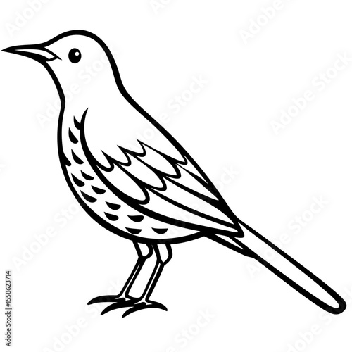 Monochrome Thrush Illustration