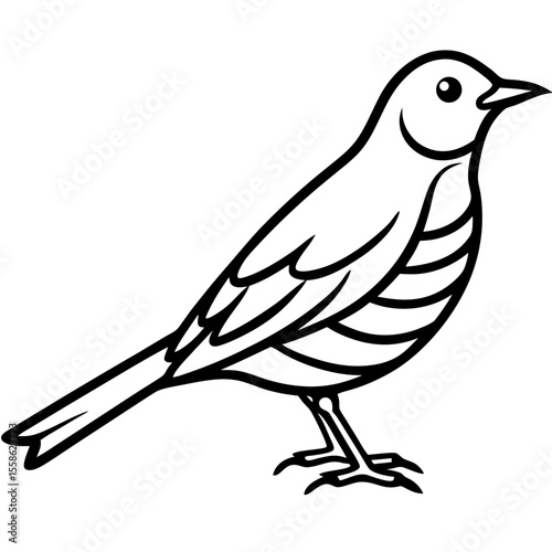 Monochrome Thrush Illustration