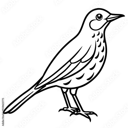 Monochrome Thrush Illustration