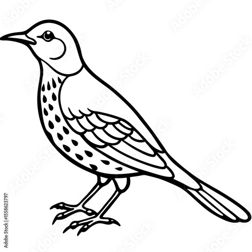 Monochrome Thrush Illustration