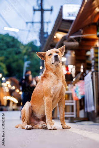 stray dog sits on a street in mae kampong village, chiang mai, gazing with begging eyes toward tourists outside a shop at dusk, hoping for food in a warm mountain setting
