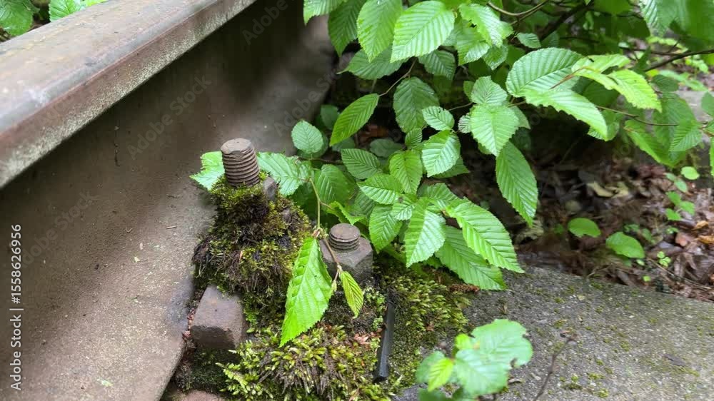 Rail fastening on railway overgrown with moss in forest