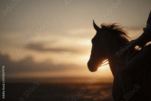 dynamic portrait of horse performing tricks captured in motion during sunset
