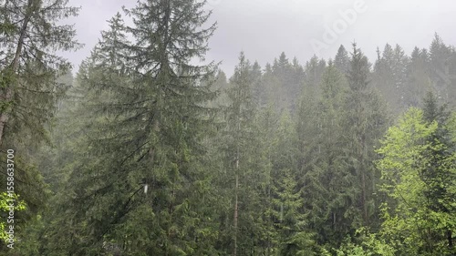 Section of fir foggy mountain forest during a heavy rain