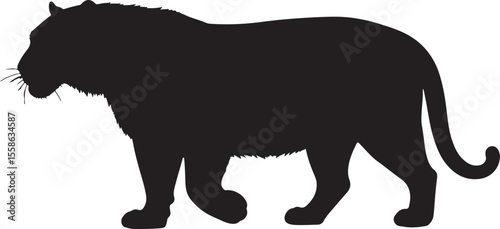 Melanistic Tiger in silhouette pure white background.
