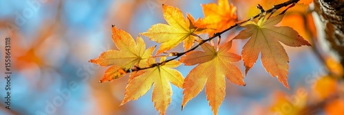 Wallpaper Mural Vibrant Colorful Maple Branch Against Sunny Daylight Sky Background in Beautiful Autumn Season Torontodigital.ca