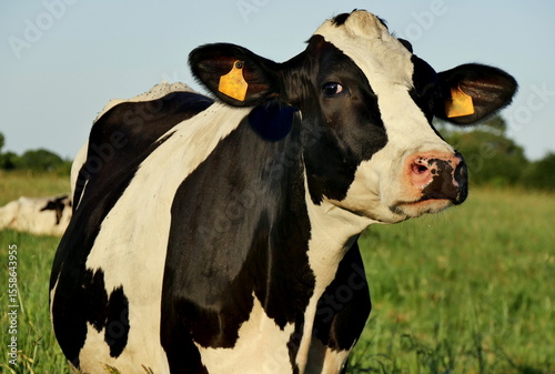 Black and white cow in the green grass field in summer. Holstein dairy cattle