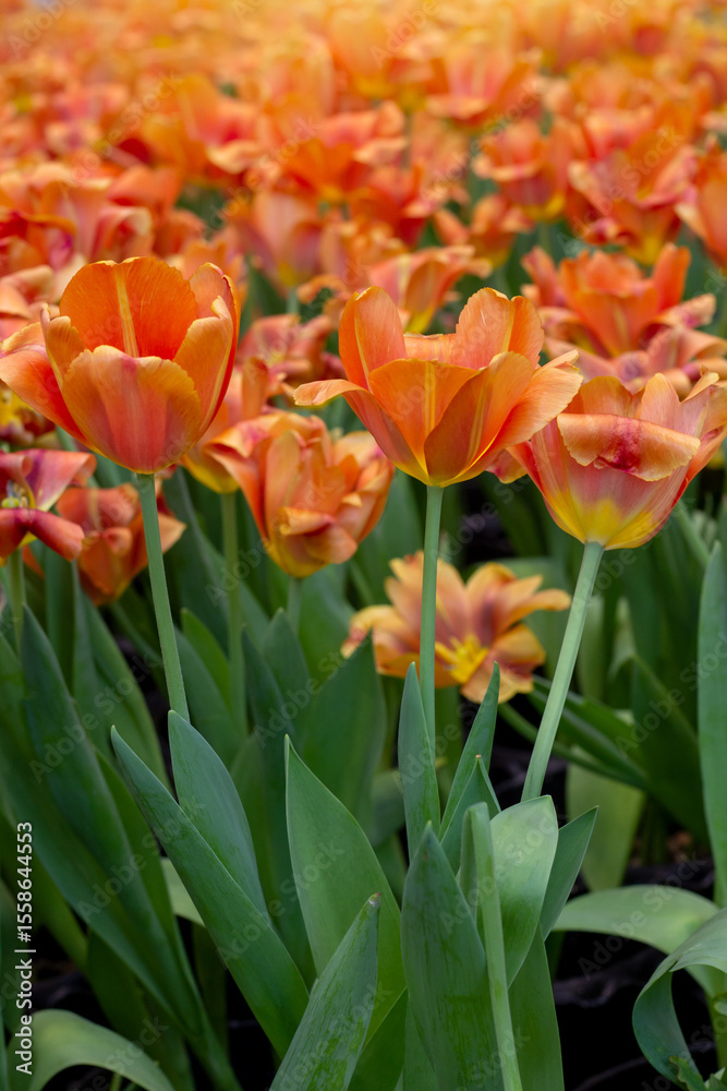 Naklejka premium Orange tulips bloom in the garden with sunlight on blur nature background.