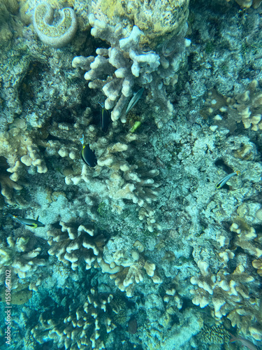 Fototapeta Naklejka Na Ścianę i Meble -  coral reef with fish