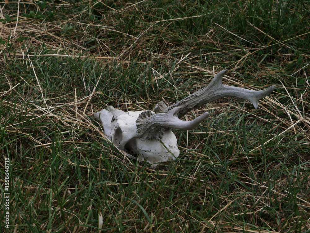 Obraz premium Deer skull lying on grass in an open field