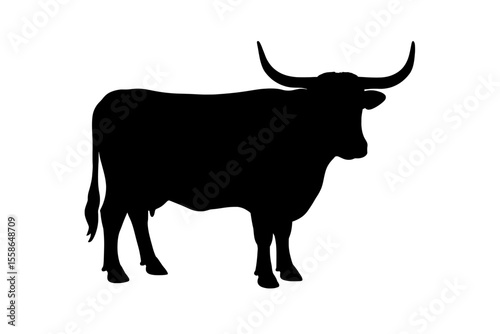 Silhouette of Majestic English Longhorn Cattle with Distinctive Horns